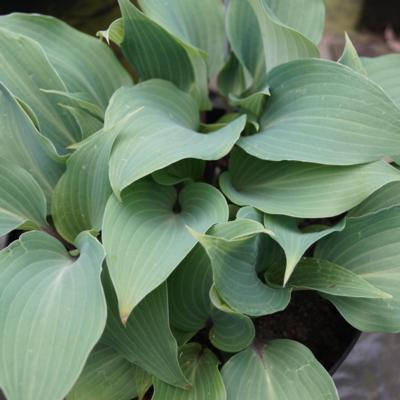 Hosta 'Best of Twenty'